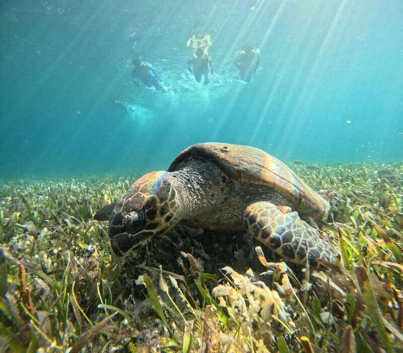 Cancun: Snorkeling Boat Tour with Gear - FAQ