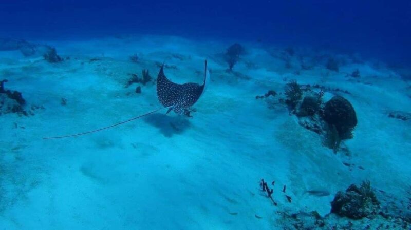 Cancun: Snorkeling Tour with Hotel Pickup - Key Points