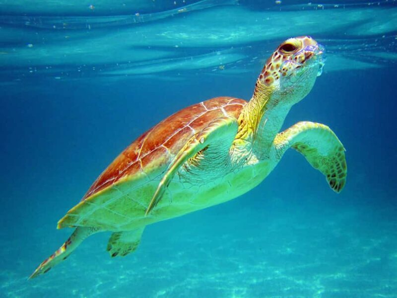 Cancun: Snorkeling tour with Sea Turtles & Cenote, half day. - An Overview of What You Can Expect