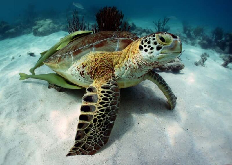 Cancun: Snorkeling tour with Sea Turtles & Cenote, half day. - Pricing and Value