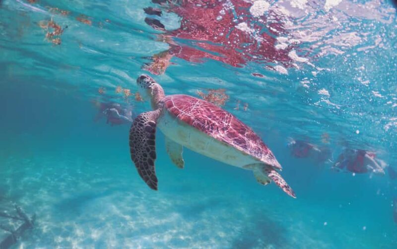 Cancun: Snorkeling tour with Sea Turtles & Cenote, half day. - Who Should Consider This Tour?