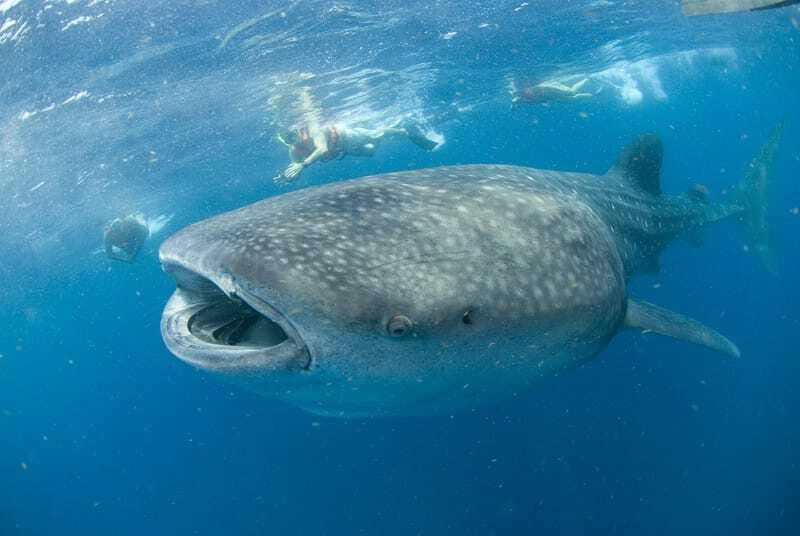 Cancún: Swim with Whale Sharks - The Experience Overview