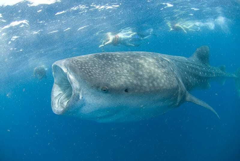 Cancún: Swim with Whale Sharks - The Scenic Lunch and Relaxation