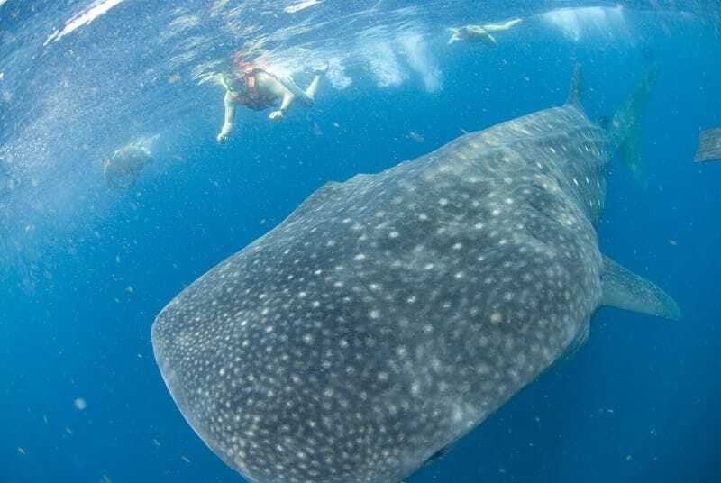 Cancún: Swim with Whale Sharks - Authenticity and Responsible Tourism