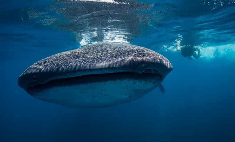 Cancún: Swim with Whale Sharks & Playa Norte Beach - Final Thoughts: Who Will Love This Tour?