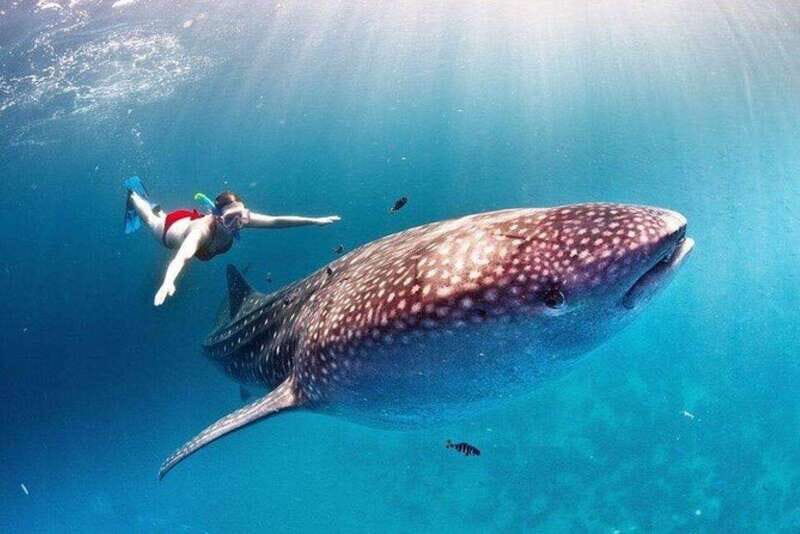 Cancun: Swim with Whale Sharks - Key Points