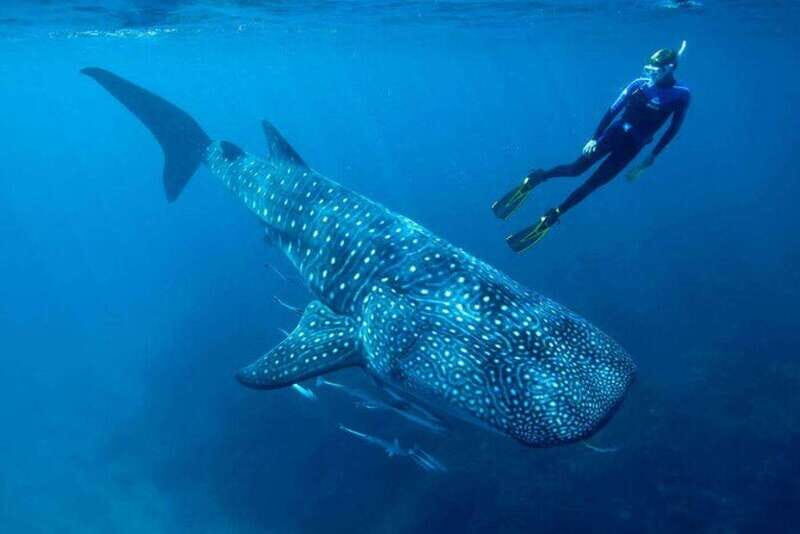 Cancun: Swim with Whale Sharks - What Makes This Tour Worth Considering