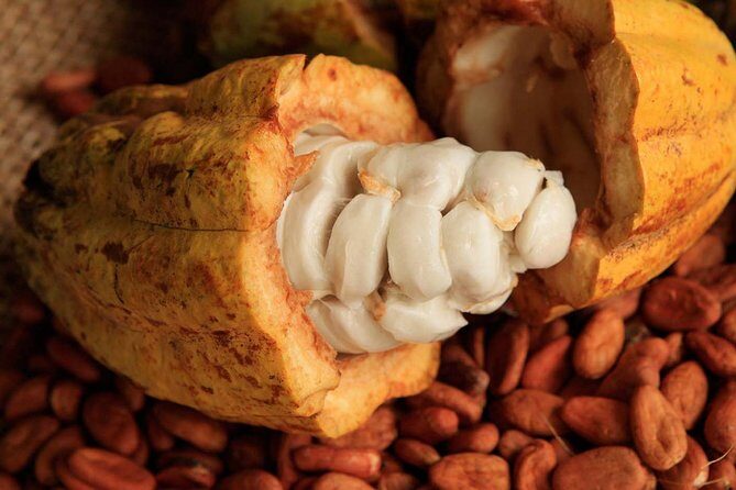 Cancun tour 4x1 Tour of Tulum, Coba, Cenote and Playa del Carmen - Key Points