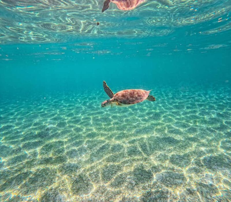 Cancun: Tulum Ruins, Akumal Turtles, Cenote & Caves Tour - Key Points