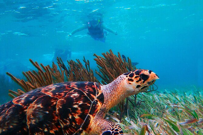 Cancun Ultimate 5x1 ATV Ziplines, Cenote, Tequila & Reef snorkel - FAQ