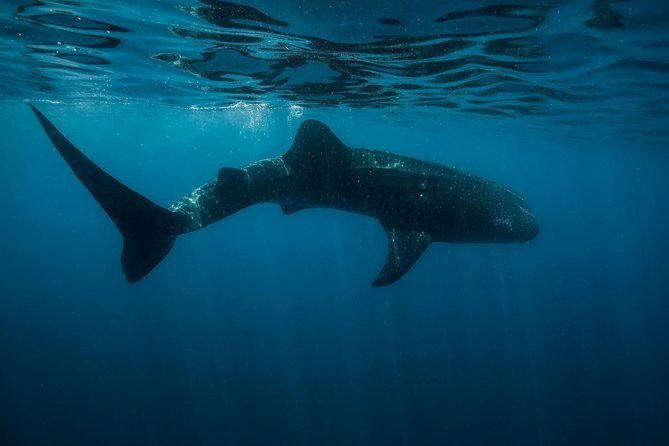 Cancun Whale Shark Encounter - An Honest Look at the Experience