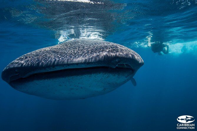 Cancun Whale Shark Encounter - Final Thoughts