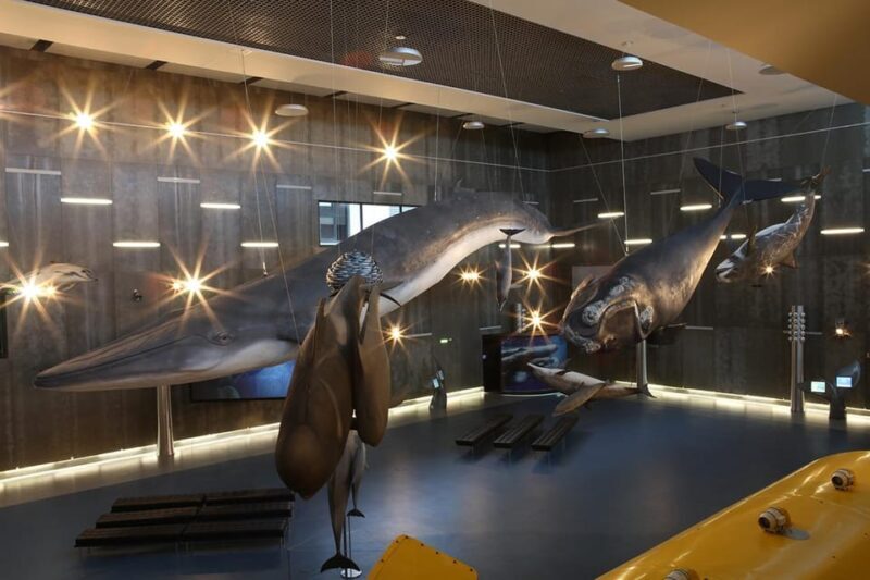 Caniçal : Madeira Whale Museum Entry ticket - An In-Depth Look at the Madeira Whale Museum Experience
