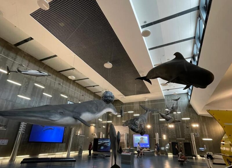 Caniçal : Madeira Whale Museum Entry ticket - Final Thoughts: Is It Worth Visiting?