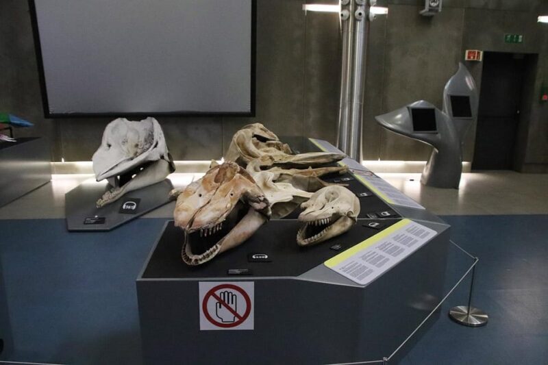 Caniçal : Madeira Whale Museum Entry ticket - FAQ