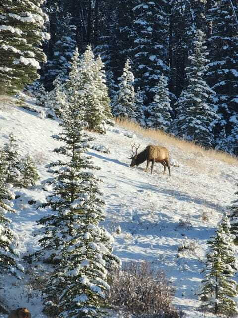 Canmore/Banff: Explore Banff & Wildlife - Who Should Consider This Tour?