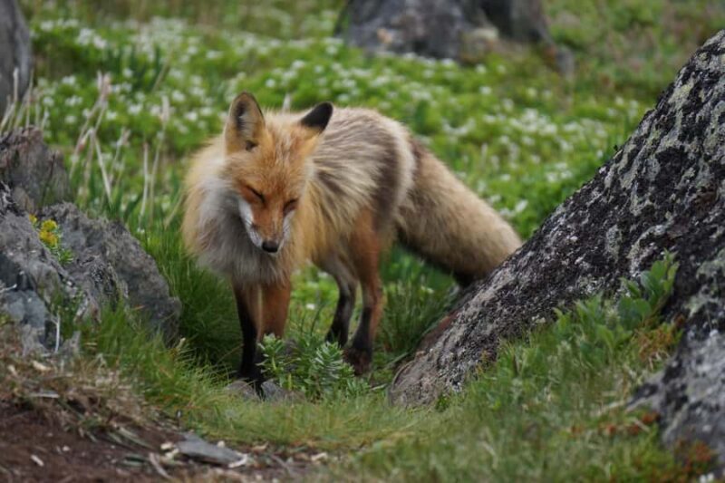 Canmore: Columbia Icefield Tour with Lunch & Hikes - Key Points