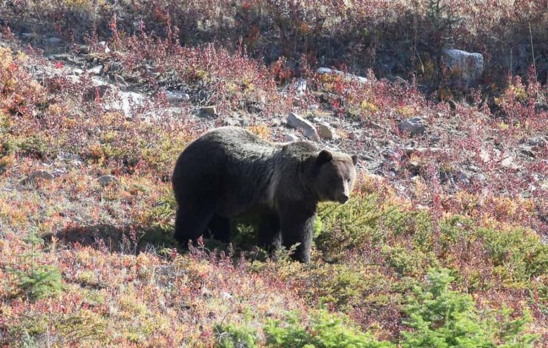 Canmore: Columbia Icefield Tour with Lunch & Hikes - The Scenic Return: Athabasca Falls