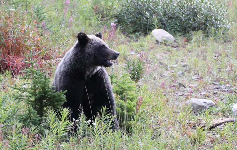 Canmore: Columbia Icefield Tour with Lunch & Hikes - Practical Details: Transportation, Timing, and Experience