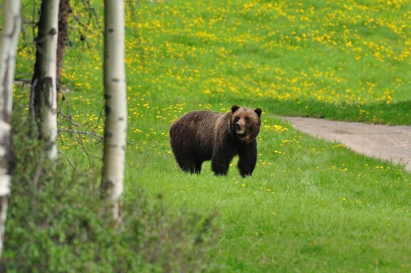 Canmore: Evening Wildlife Viewing Tour - Experience Overview: What You Can Expect
