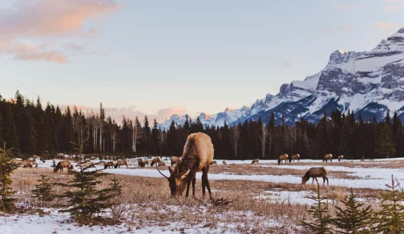 Canmore: Evening Wildlife Viewing Tour - The Itinerary: Breaking Down the Experience