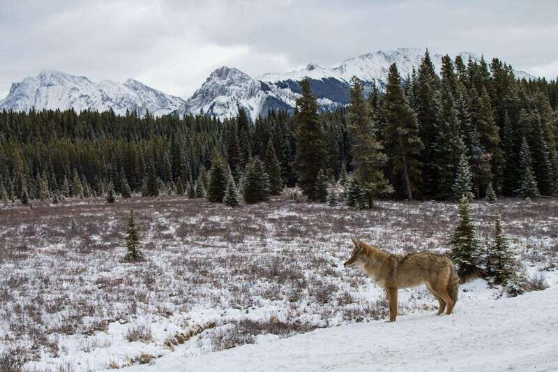 Canmore: Explore Winter Wildlife Tracks - 2hr Nature Walk - The Value and Who Will Enjoy It Most