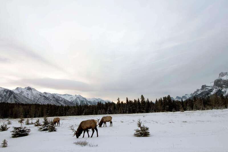 Canmore: Explore Winter Wildlife Tracks - 2hr Nature Walk - FAQ About the Canmore Winter Wildlife Tracks Tour
