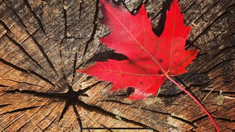 Canmore: Guided Town Walking Tour with Sweet Treat and Drink - The Sum Up