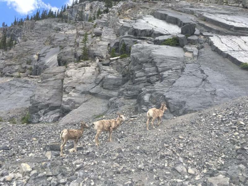 Canmore: Ha Ling Peak & Summit - The Value of the Experience
