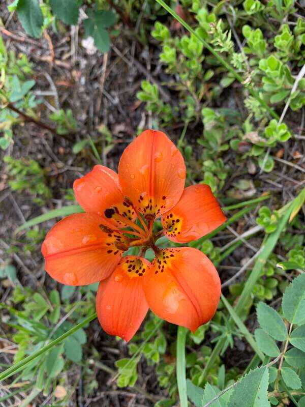 Canmore: LOST TOWNS and Untold Stories - Hiking Tour 3hrs - The Sum Up