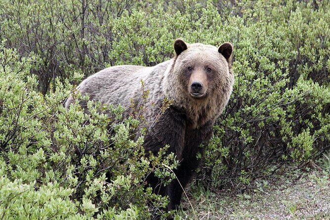 Canmore: Lost Towns and Untold Stories Hiking Tour - 3hrs - The Sum Up
