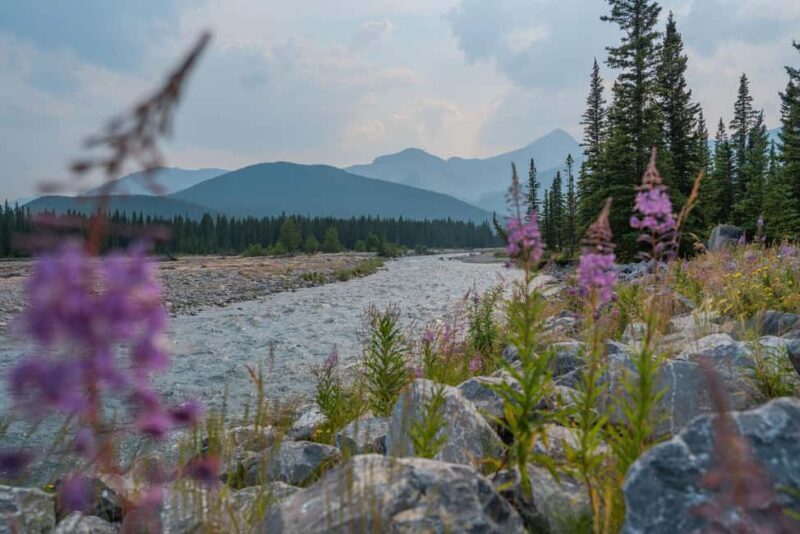 Canmore: Medicinal and Edible Plants, 2-hour Nature Walk - Price and Value