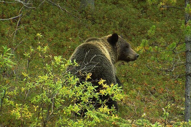 Canmore: Morning Wildlife Viewing Tour in Banff National Park - A Closer Look at the Wildlife Viewing Tour
