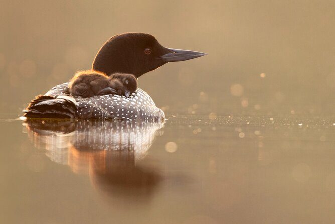 Canmore: Morning Wildlife Viewing Tour in Banff National Park - Final Thoughts: Is This Tour for You?
