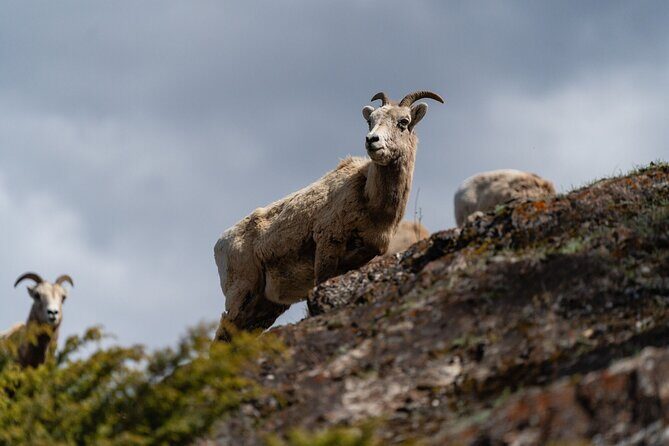 Canmore: Morning Wildlife Viewing Tour in Banff National Park - FAQ