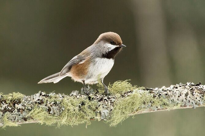 Canmore: Morning Wildlife Viewing Tour in Banff National Park - In Summary