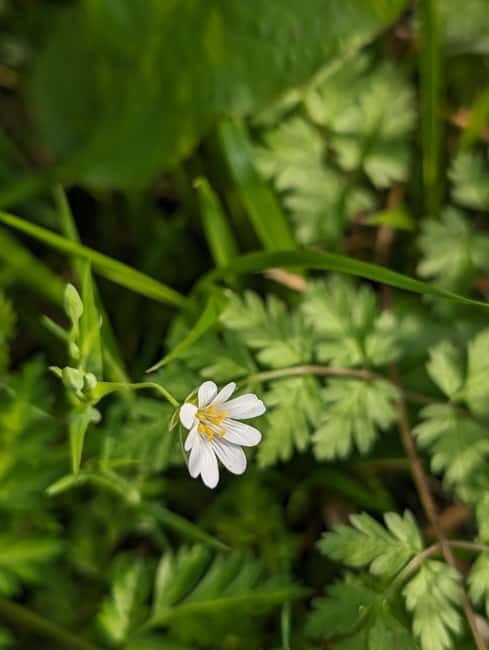 Canterbury: City Nature Tour with Forest Bathing - Key Points