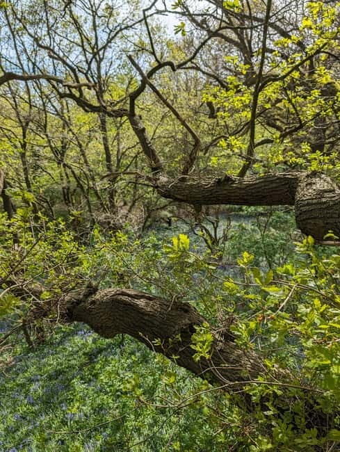 Canterbury: City Nature Tour with Forest Bathing - The Tea & Coffee Break: A Moment to Reflect