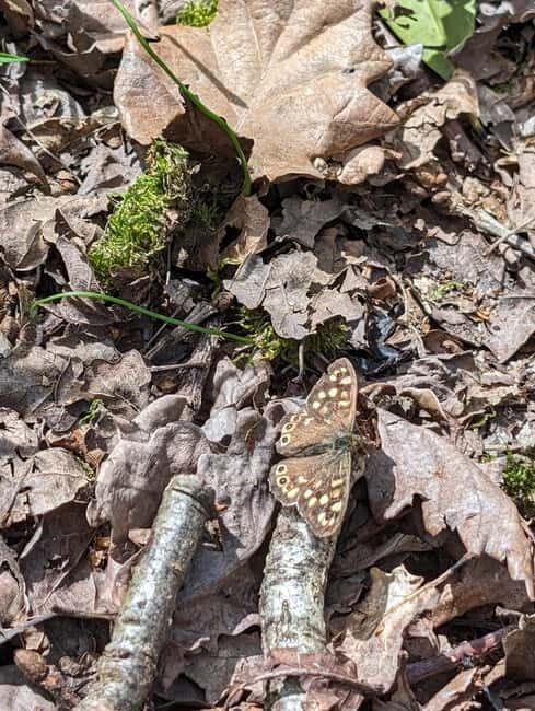 Canterbury: City Nature Tour with Forest Bathing - The Sum Up