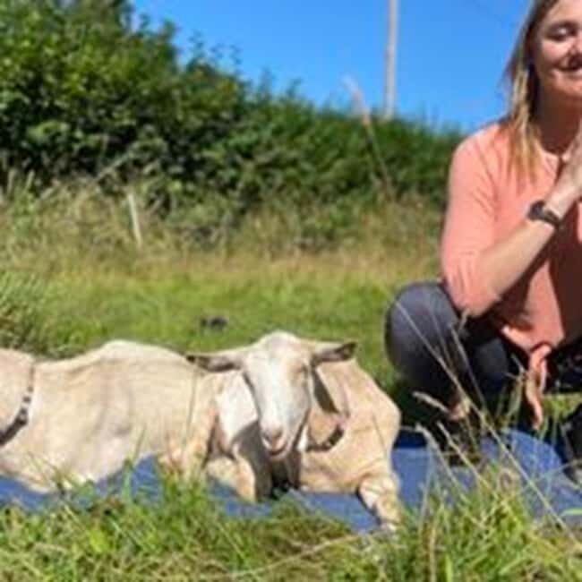 Canterbury: Yoga with Goats and Sheep - Key Points