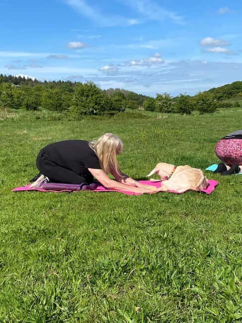 Canterbury: Yoga with Goats and Sheep - An Honest Look at "Yoga with Goats and Sheep" in Canterbury