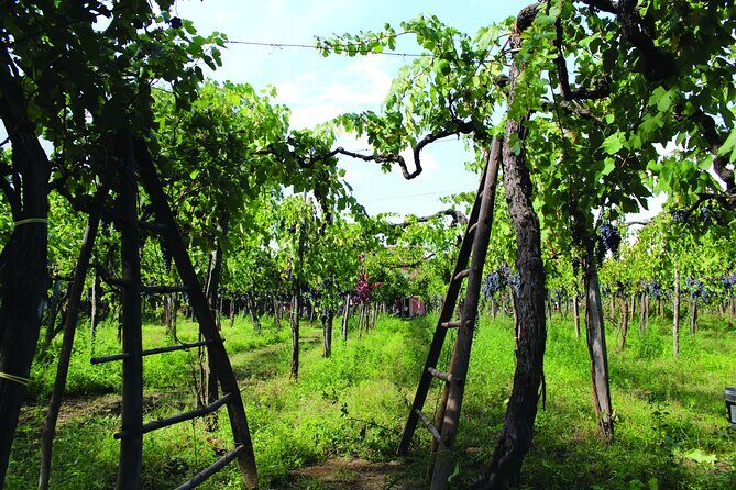 Cantine d'Irpinia: visit and tasting Taurasi from ancient vineyards - Exploring Cantine dIrpinia: A Taste of Tradition and History in Taurasi