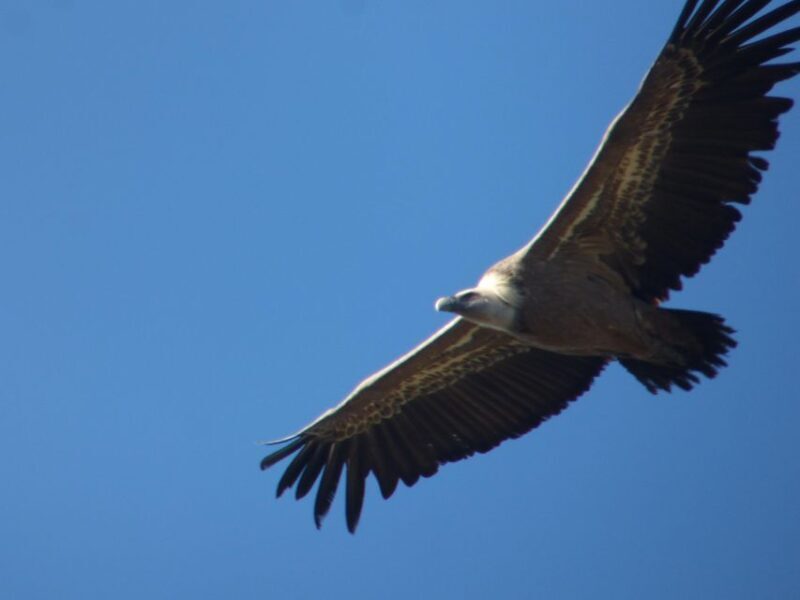 Canyoning Day Trip in Sierra de Guara - Introduction: Why Canyoning in Sierra de Guara Is a Must-Do Adventure