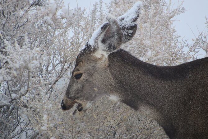 Canyonlands National Park Self-Guided Driving Audio Tour - The Sum Up
