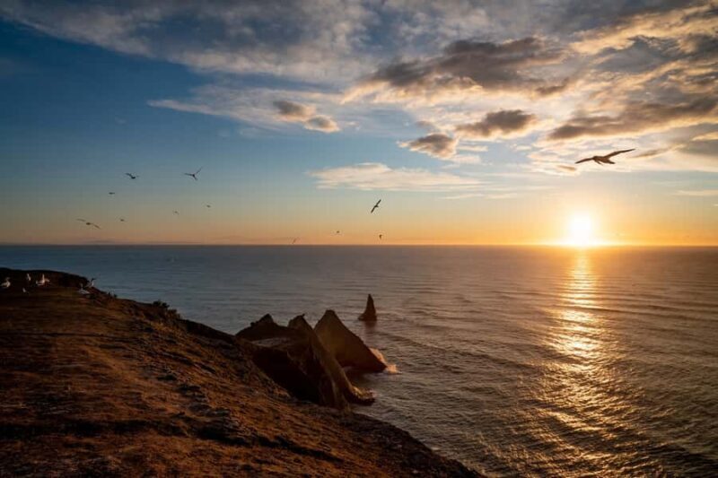Cape Kidnappers: Gannet Colony Exclusive Sunrise Tour - The Sum Up