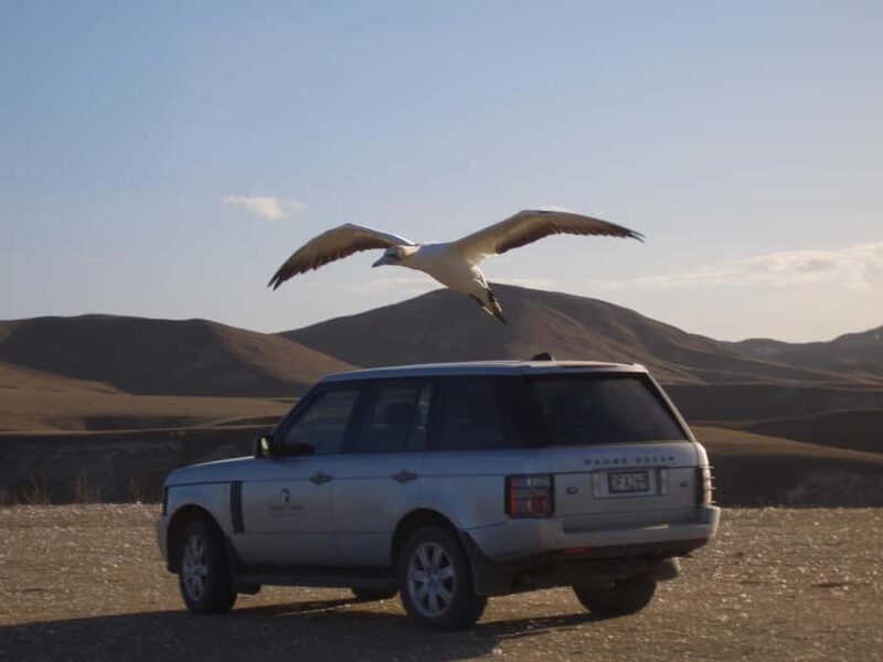 Cape Kidnappers Gannet Colony Private Tour - Key Points