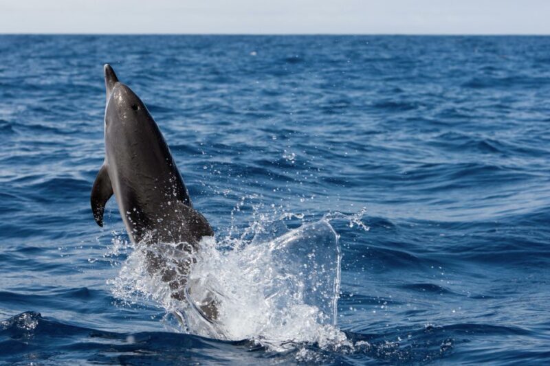 Cape May: 2-Hour Dolphin Watching Cruise - Key Points