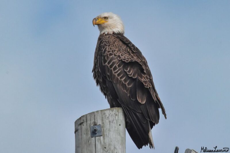 Cape May: Dolphin and Bird Watching Cruise - What to Expect on the Cape May Dolphin and Bird Watching Cruise