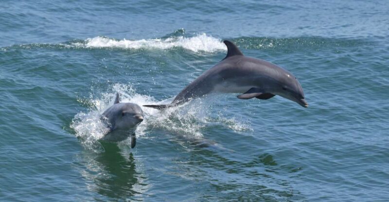 Cape May: Dolphin and Bird Watching Cruise - The Experience from the Guides and Reviews