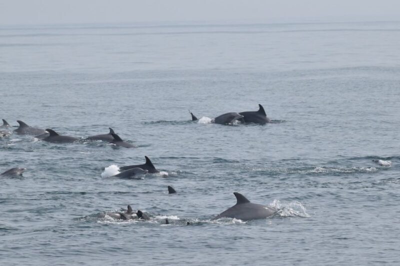 Cape May: Dolphin and Bird Watching Cruise - Who Should Consider This Tour?